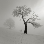 Winter im Obstgarten_1070059.jpg